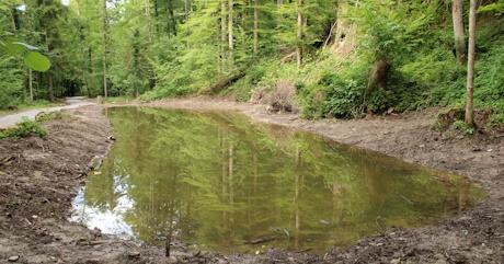 Amphibienweiher Joosr&uuml;ti